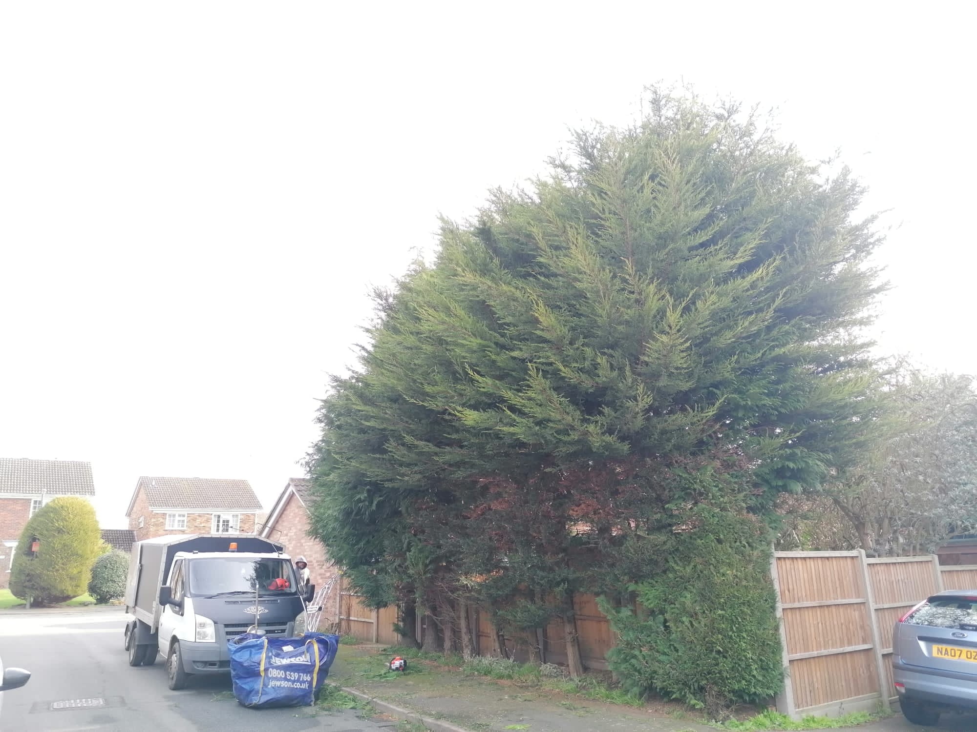 Before image for Tree Canopy Thinning