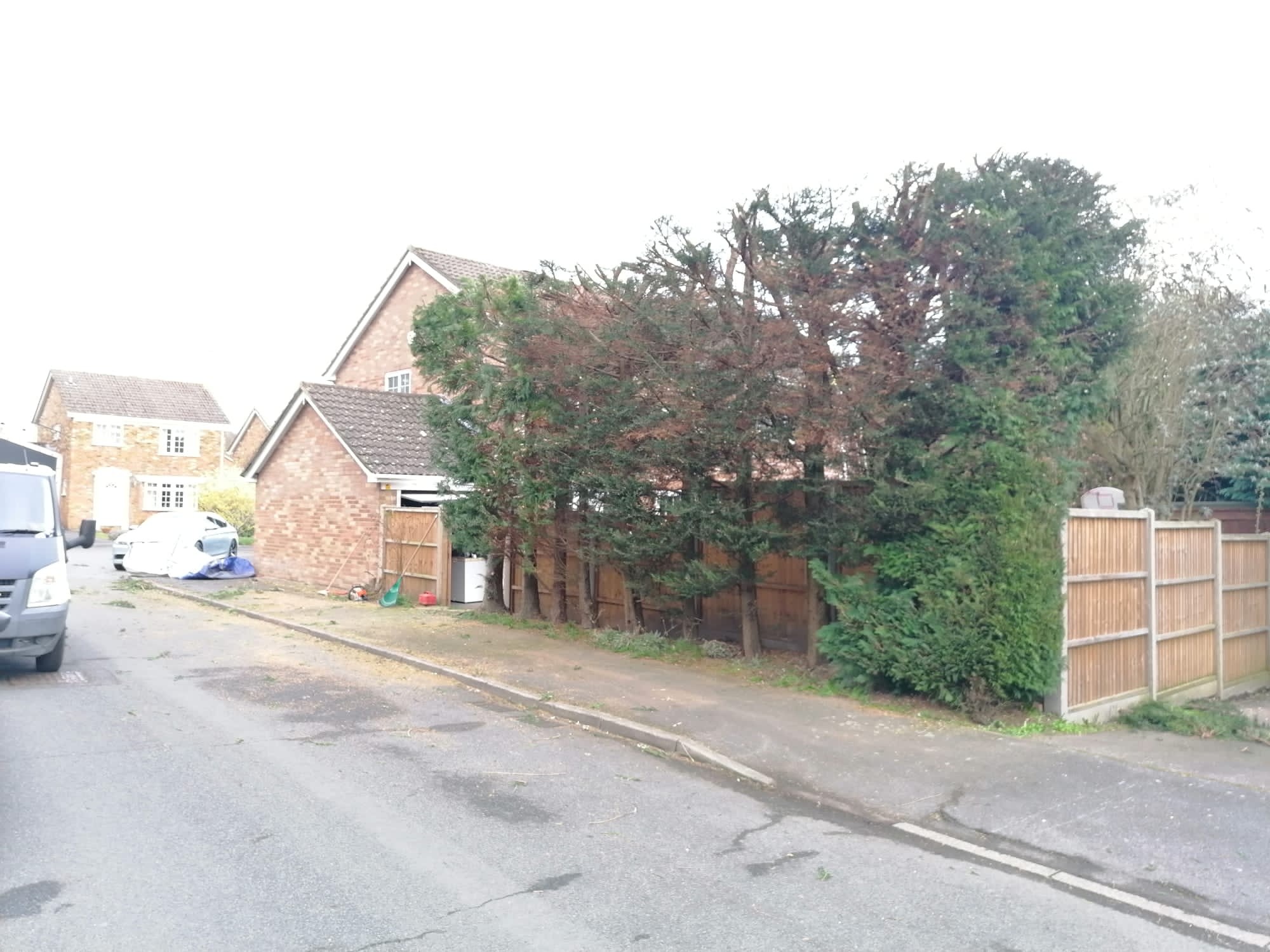 After image for Tree Canopy Thinning