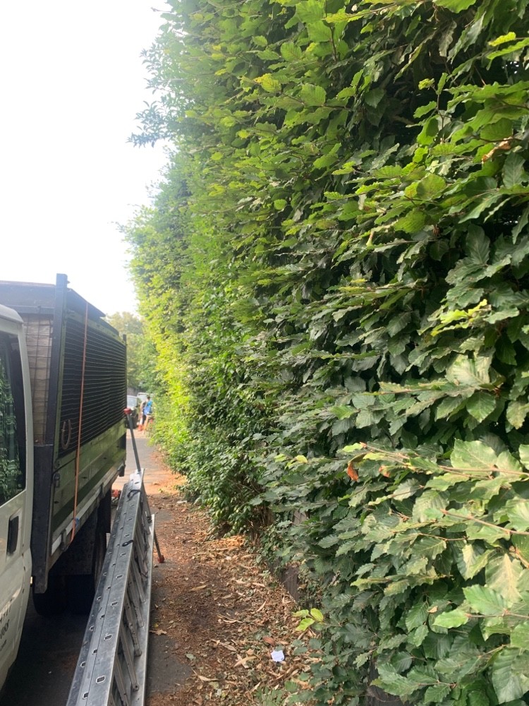 Before image for Hedge Reshaping