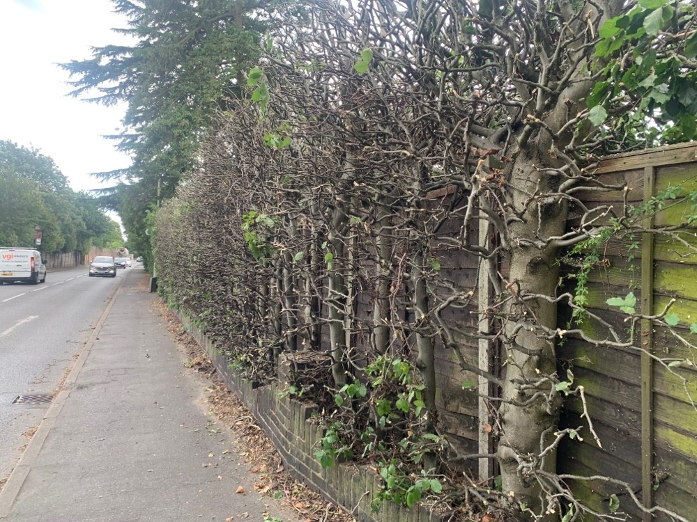 After image for Hedge Reshaping