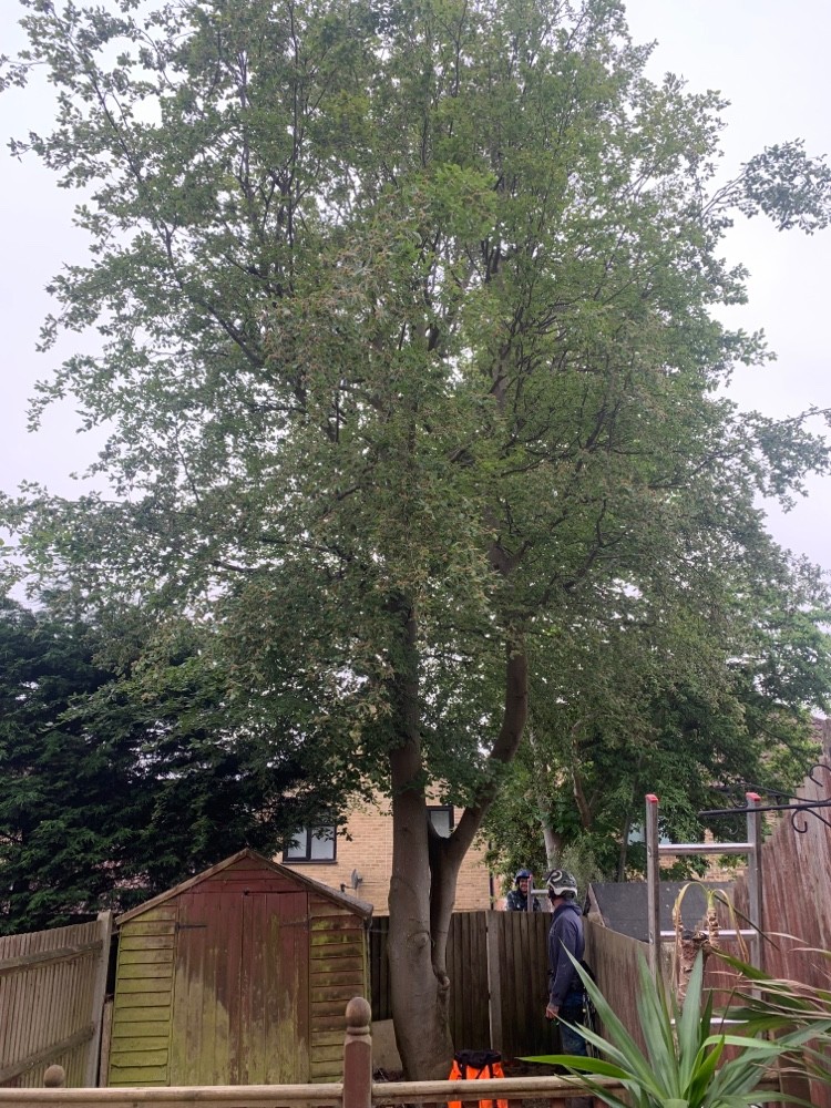 Before image for Large Tree Crown Reduction