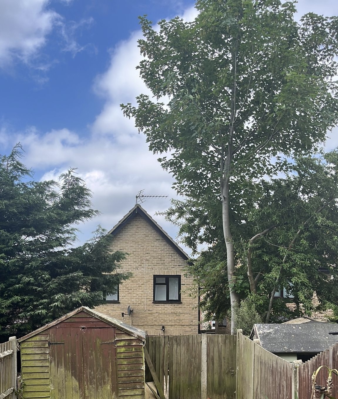 After image for Large Tree Crown Reduction