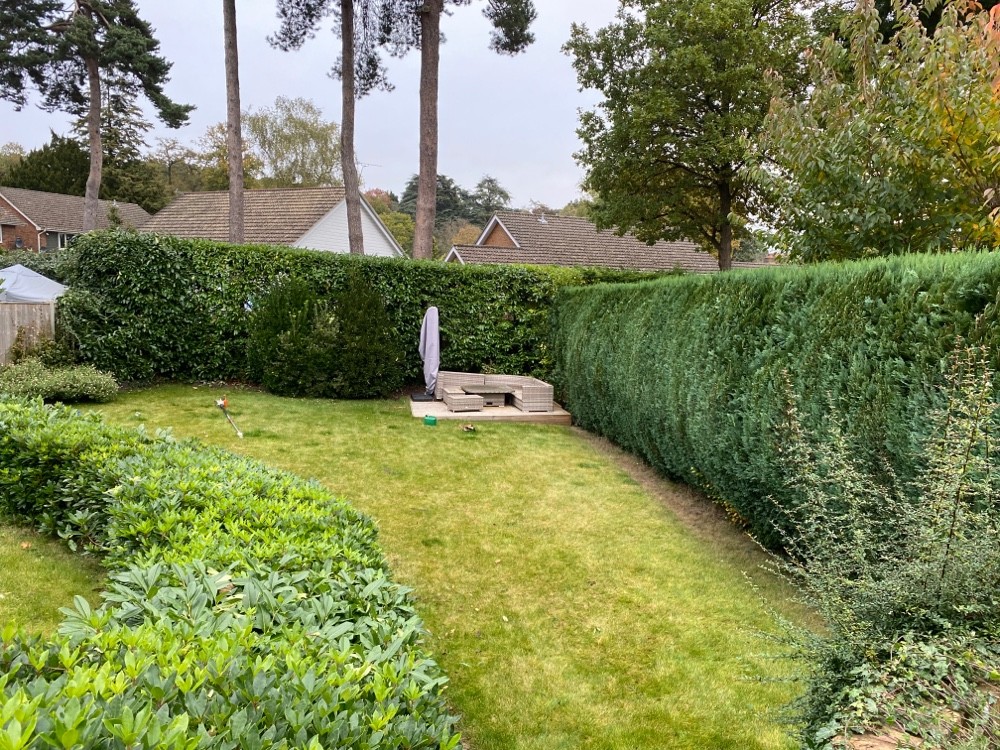Hedge trimming example