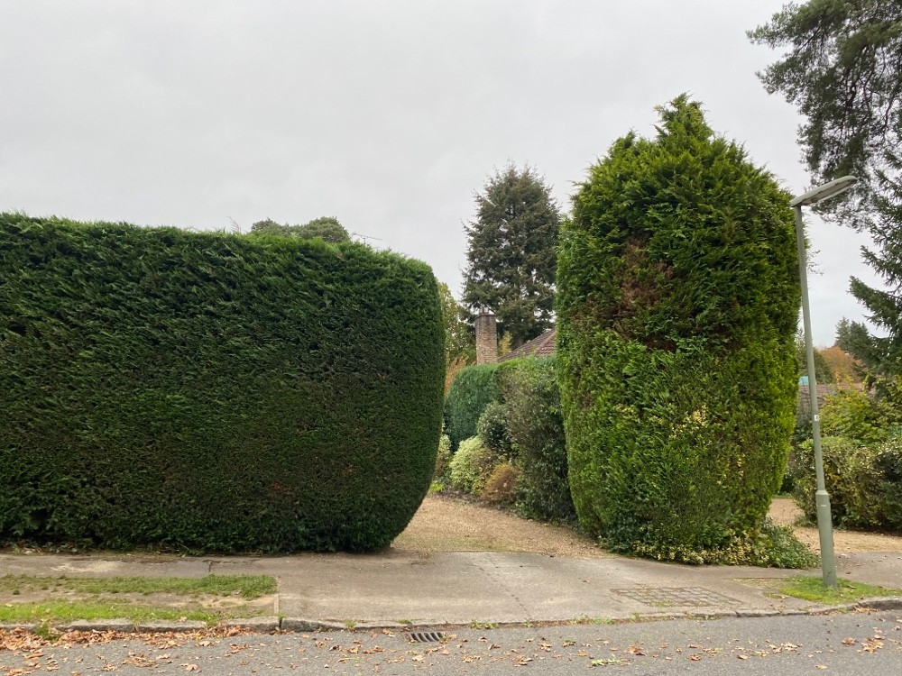 Hedge trimming example