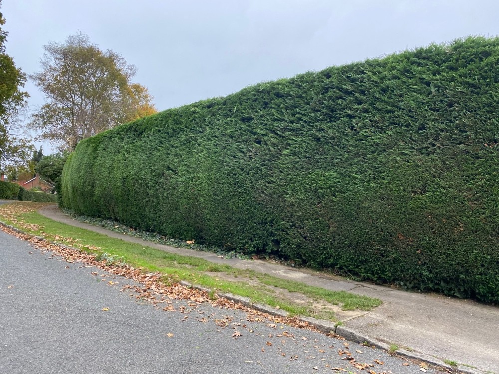 Hedge trimming example