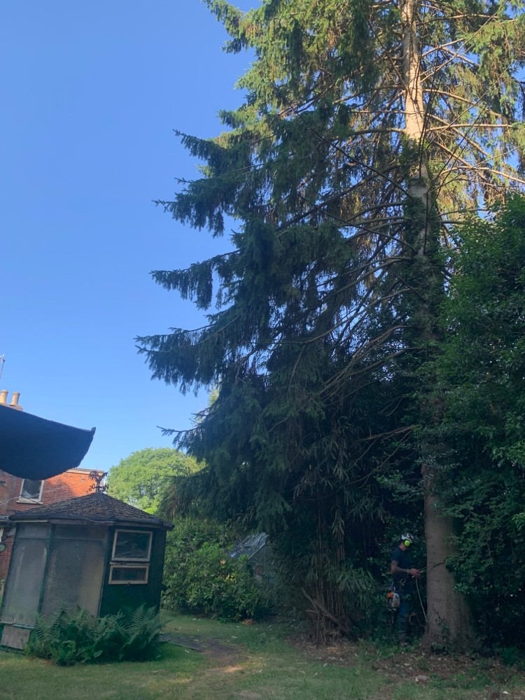 Before image for Shrub Pruning & Shaping