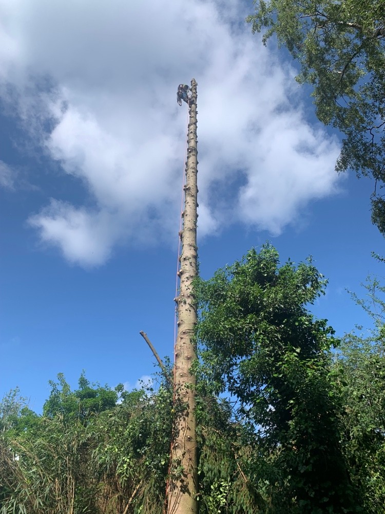 After image for Shrub Pruning & Shaping