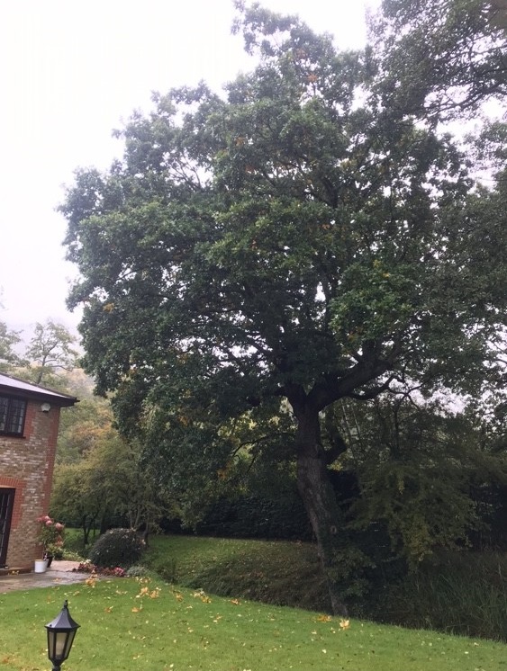 Before image for Tree Removal & Stump Grinding