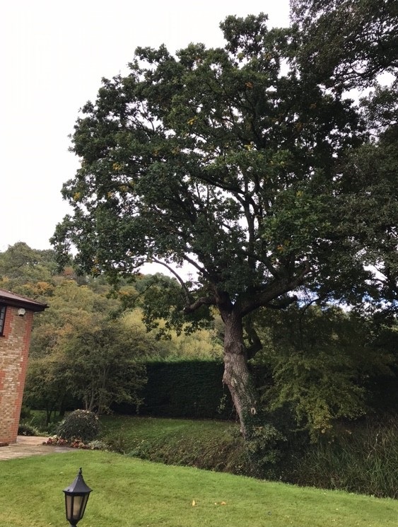 After image for Tree Removal & Stump Grinding