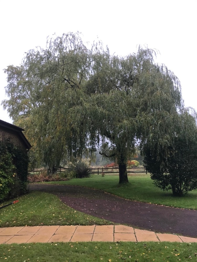 Before image for Landscape Clearing & Renovation