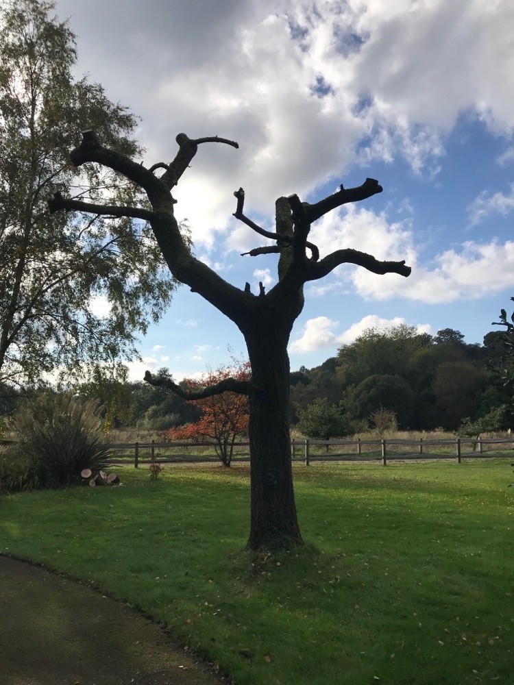 After image for Landscape Clearing & Renovation