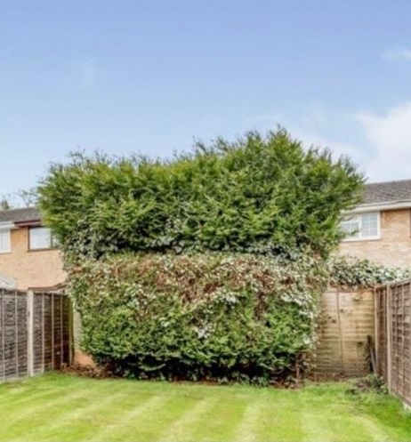 Before image for Tree Pruning & Clearance