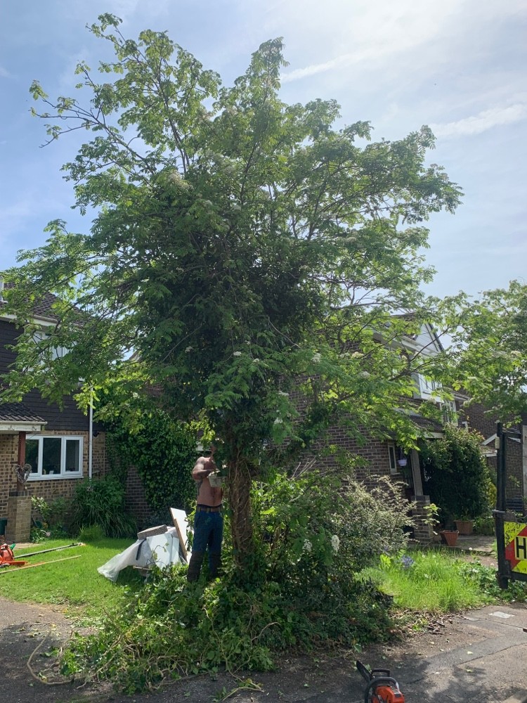 Before image for Overgrown Hedge Maintenance