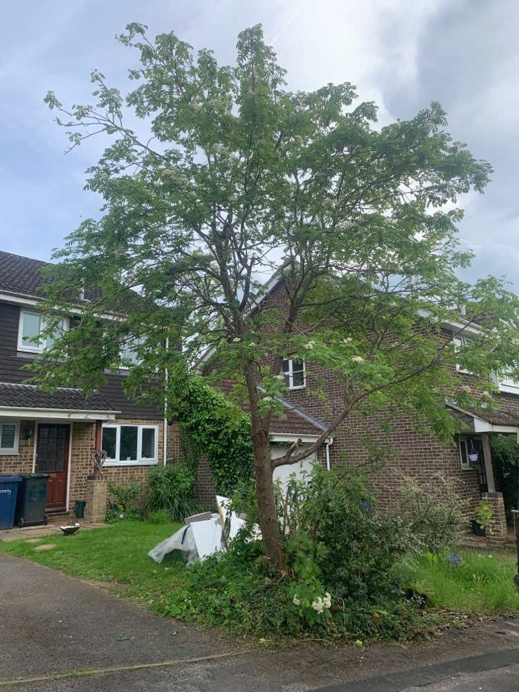 After image for Overgrown Hedge Maintenance