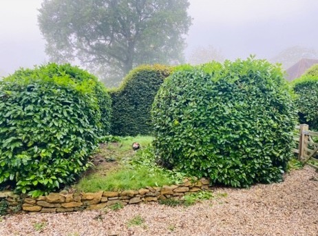 Before image for Tree Crown Reduction