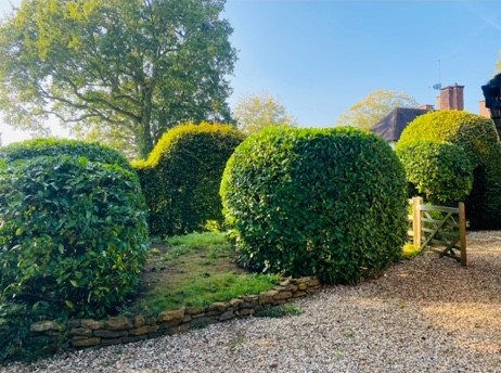 After image for Tree Crown Reduction