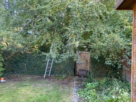 Before image for Complete Garden Cleanup