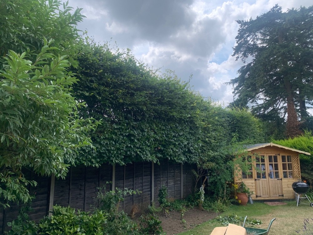 Before image for Conifer Hedge Reduction