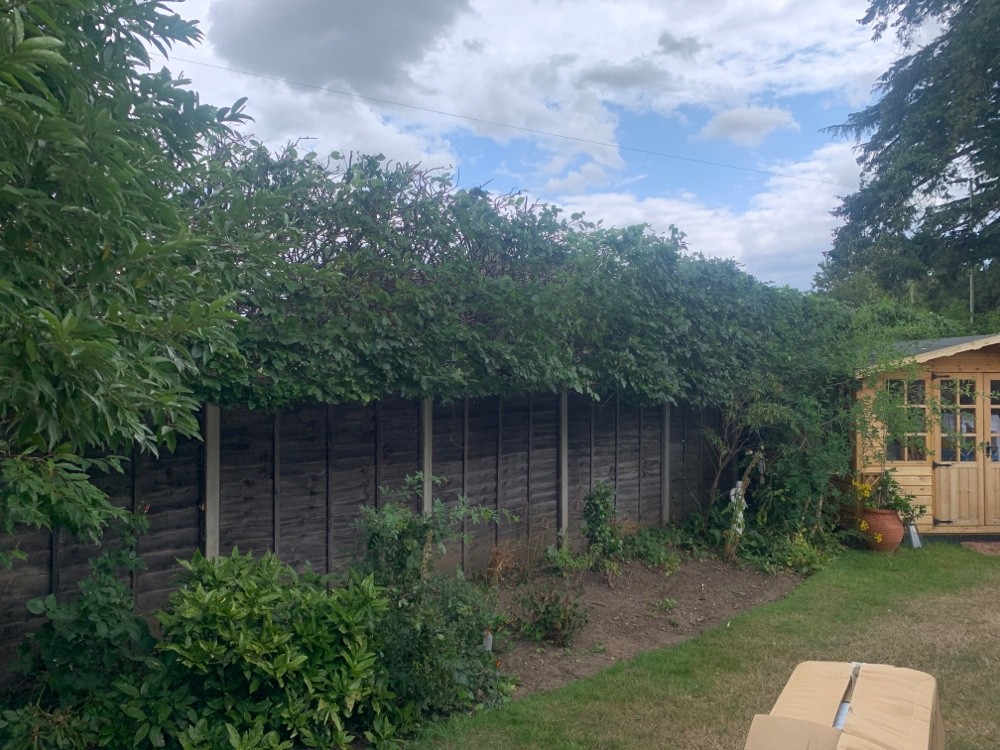 After image for Conifer Hedge Reduction