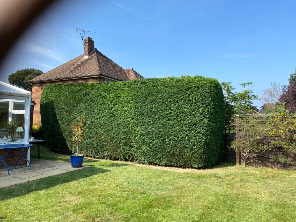 After image for Hedge Shaping & Tree Removal