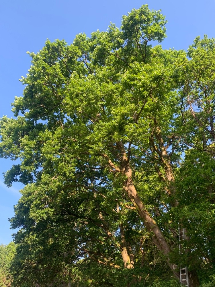 Before image for Overgrown Garden Restoration