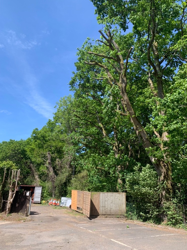 After image for Overgrown Garden Restoration