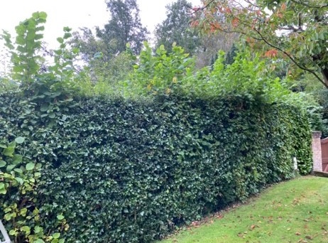 Before image for Backyard Tree Management