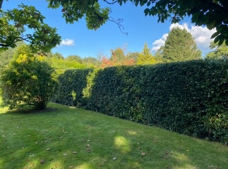 After image for Backyard Tree Management